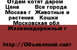 Отдам котят даром › Цена ­ 10 - Все города, Москва г. Животные и растения » Кошки   . Московская обл.,Железнодорожный г.